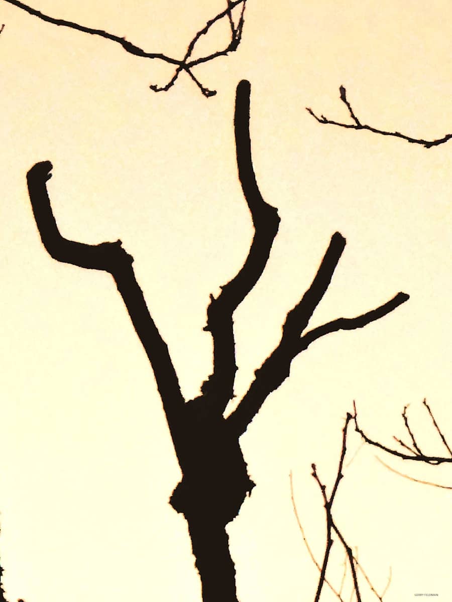 Forked Tree by GERRY FELDMAN, Image 1.