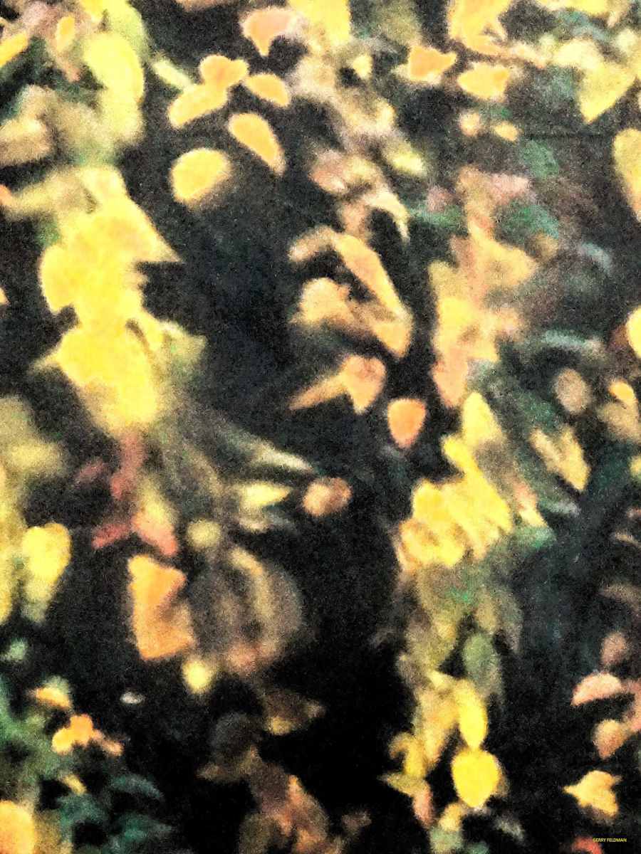 Glowing by GERRY FELDMAN, Image 1.