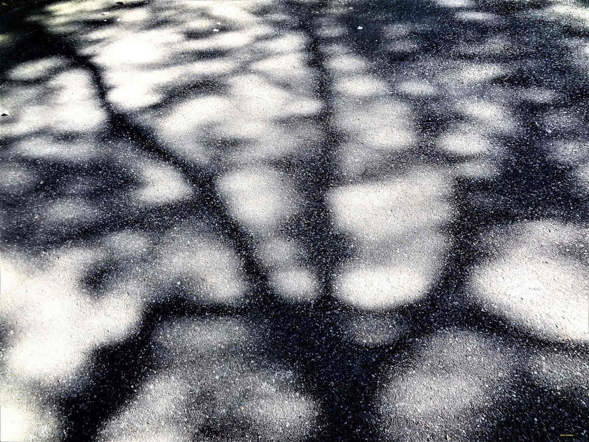 Gnarled Scape by GERRY FELDMAN, Image 1.