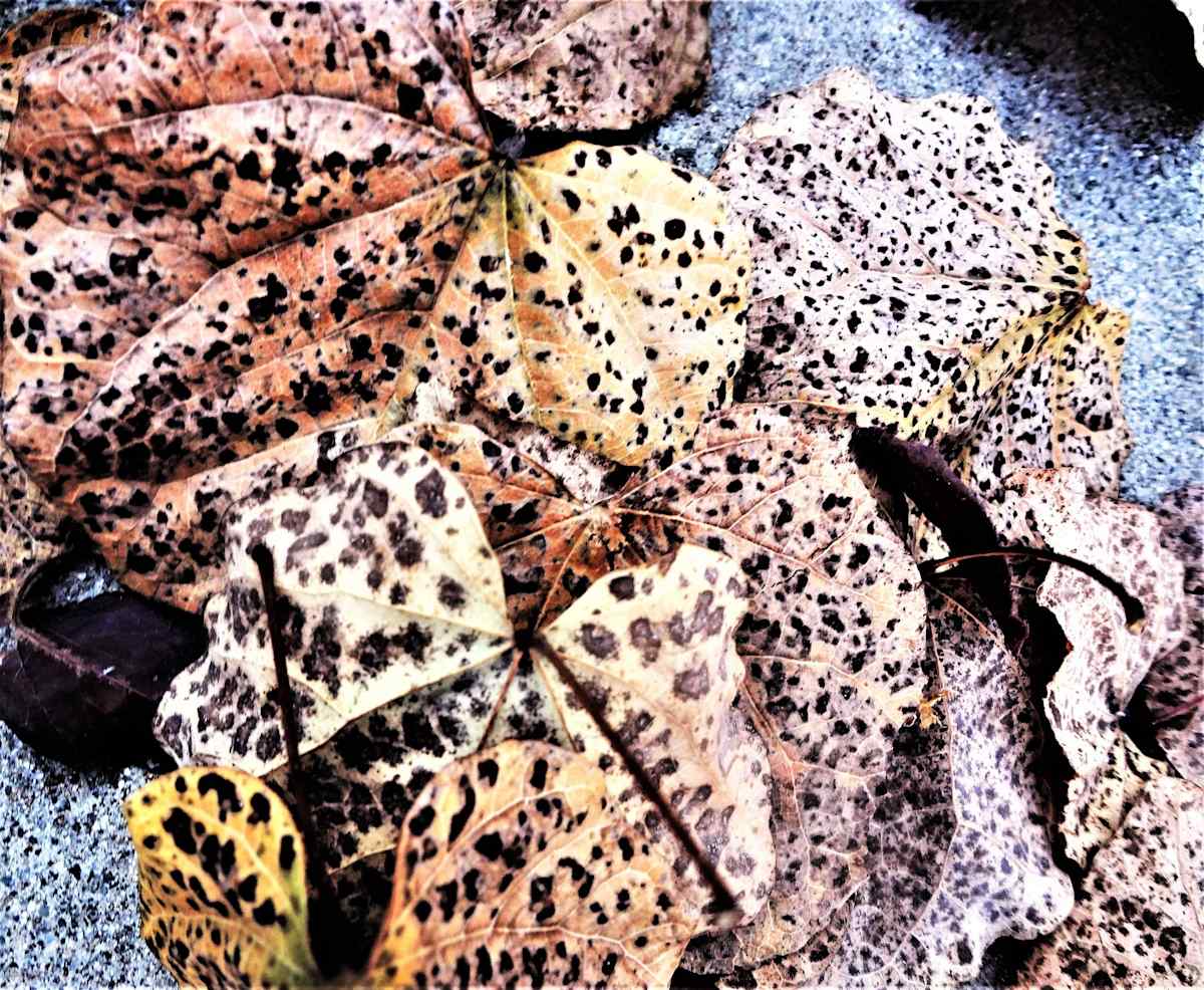 Holy Leaves by GERRY FELDMAN, Image 2.