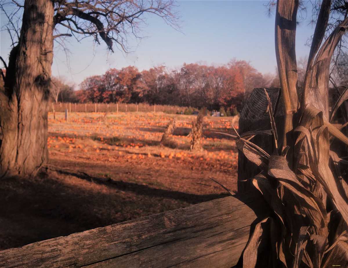 Idyll of Fall by GERRY FELDMAN, Image 1.