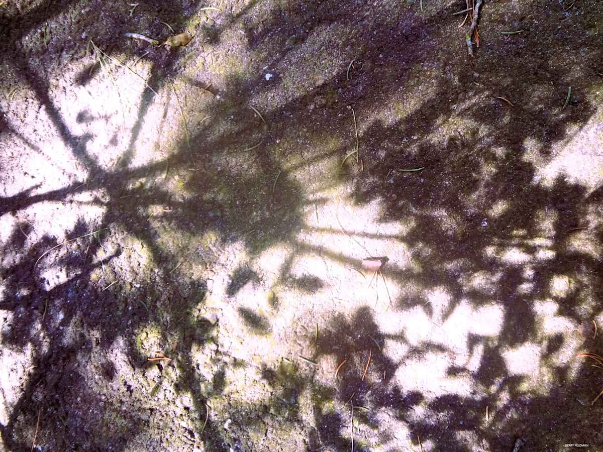 In the Woods by GERRY FELDMAN, Image 1.