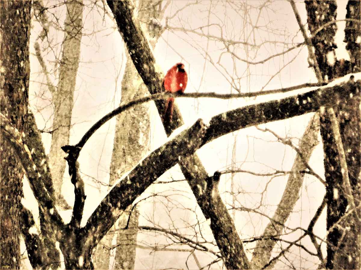 Lonely Cardinal by GERRY FELDMAN, Image 1.