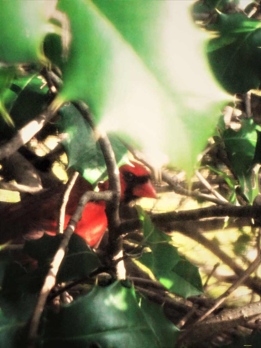 Masked Singer by GERRY FELDMAN, Image 1.