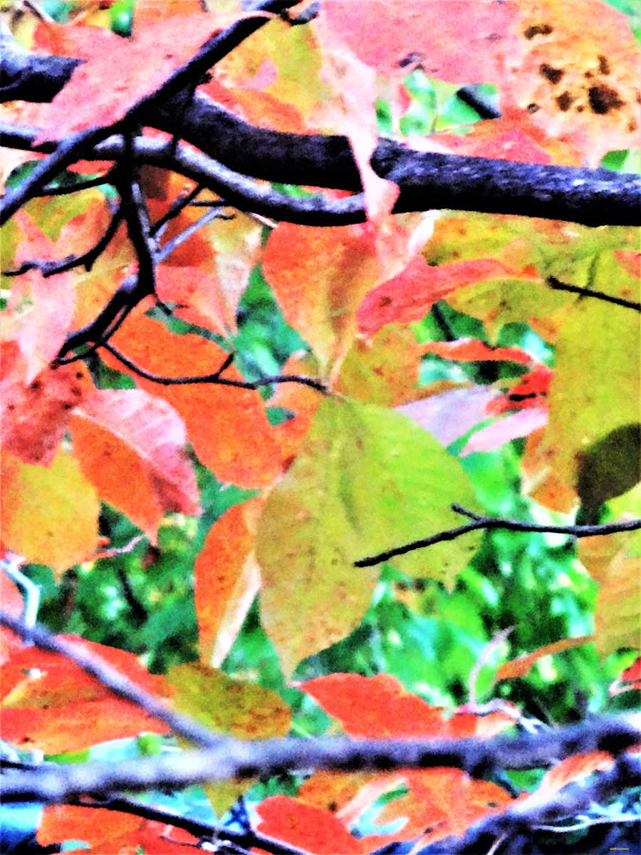 On A Late Fall Day by GERRY FELDMAN, Image 1.