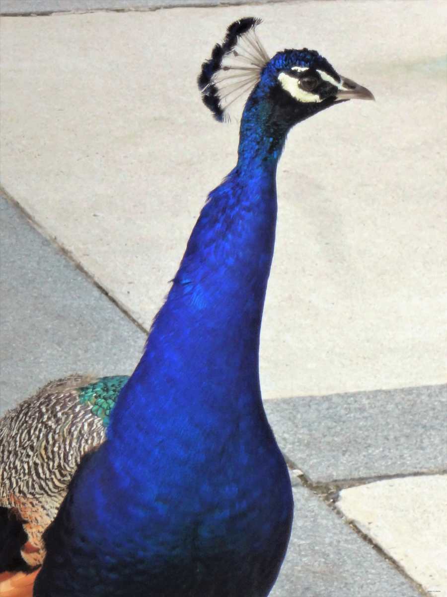 Peacock at the Crossroad by GERRY FELDMAN, Image 1.