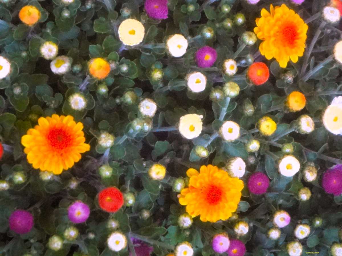 Peeking Out by GERRY FELDMAN, Image 1.