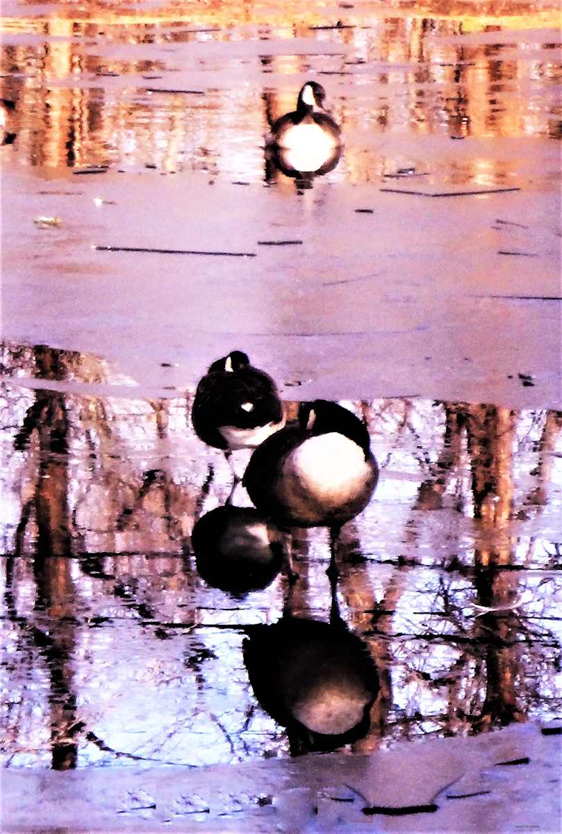 Penguin Party by GERRY FELDMAN, Image 1.