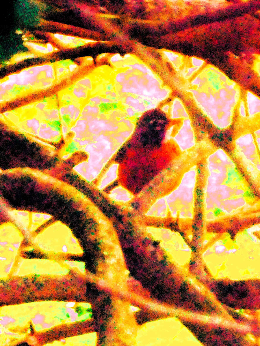Perky Robin by GERRY FELDMAN, Image 1.