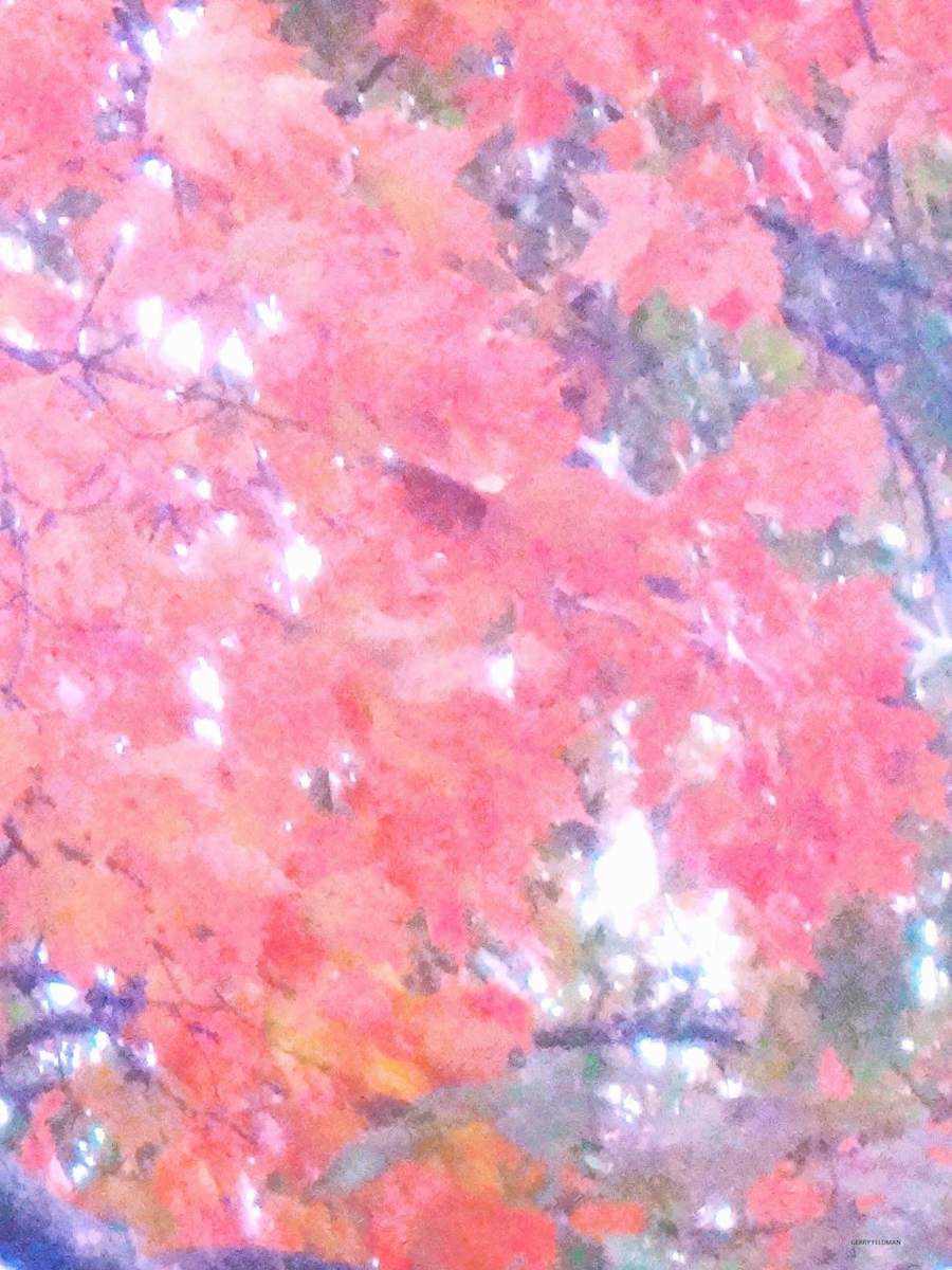 Pink Blush by GERRY FELDMAN, Image 1.