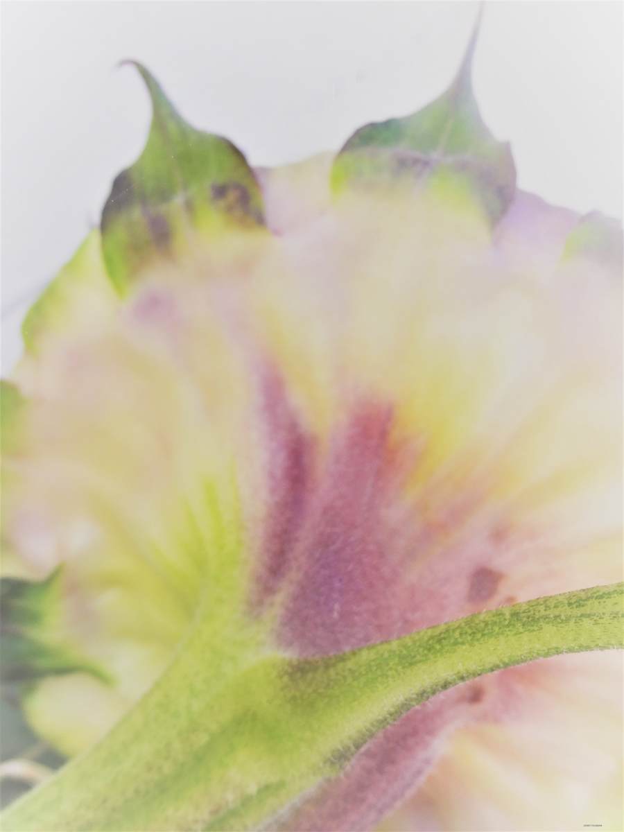 Pleasing Purple by GERRY FELDMAN, Image 1.