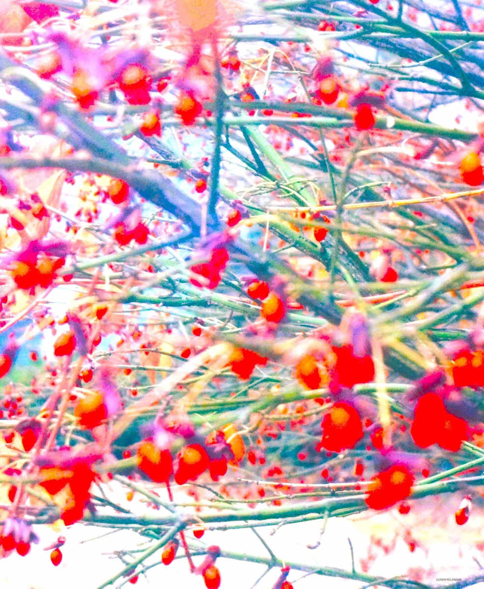 Red Berries Hanging by GERRY FELDMAN, Image 1.