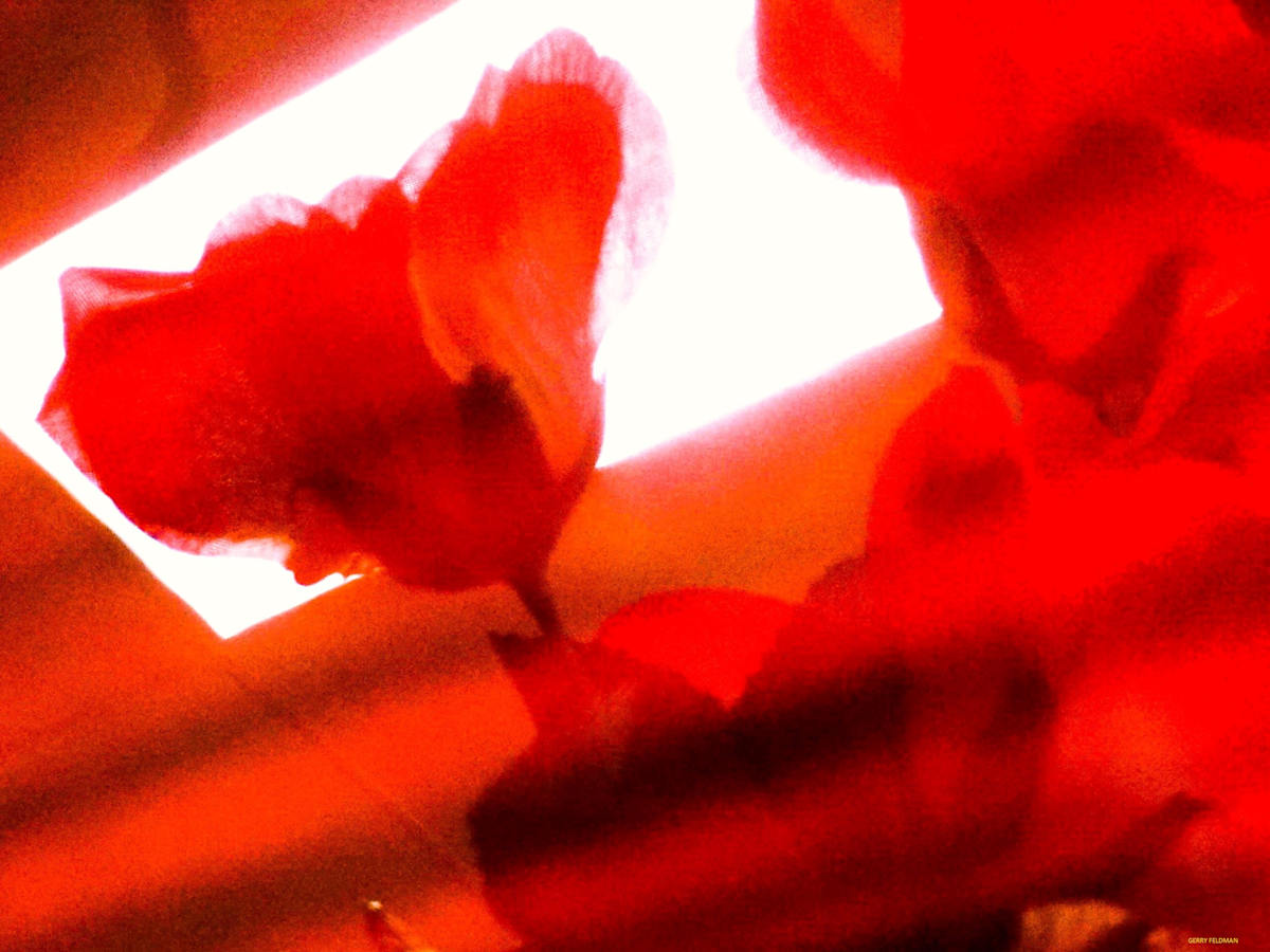 Rose of Heaven by GERRY FELDMAN, Image 1.