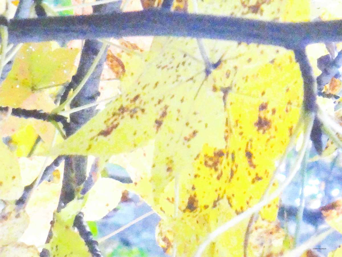 Shattered Leaves by GERRY FELDMAN, Image 1.