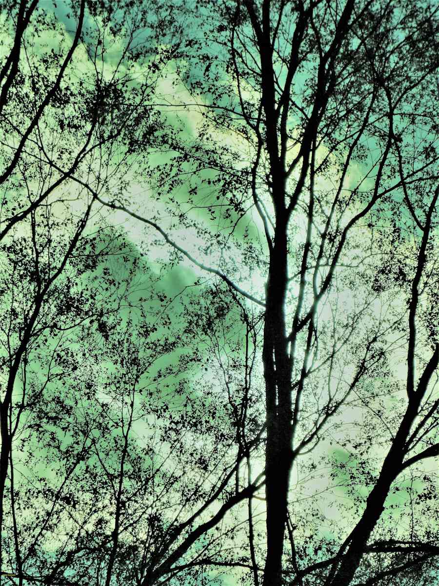 Spring in the Air by GERRY FELDMAN, Image 1.