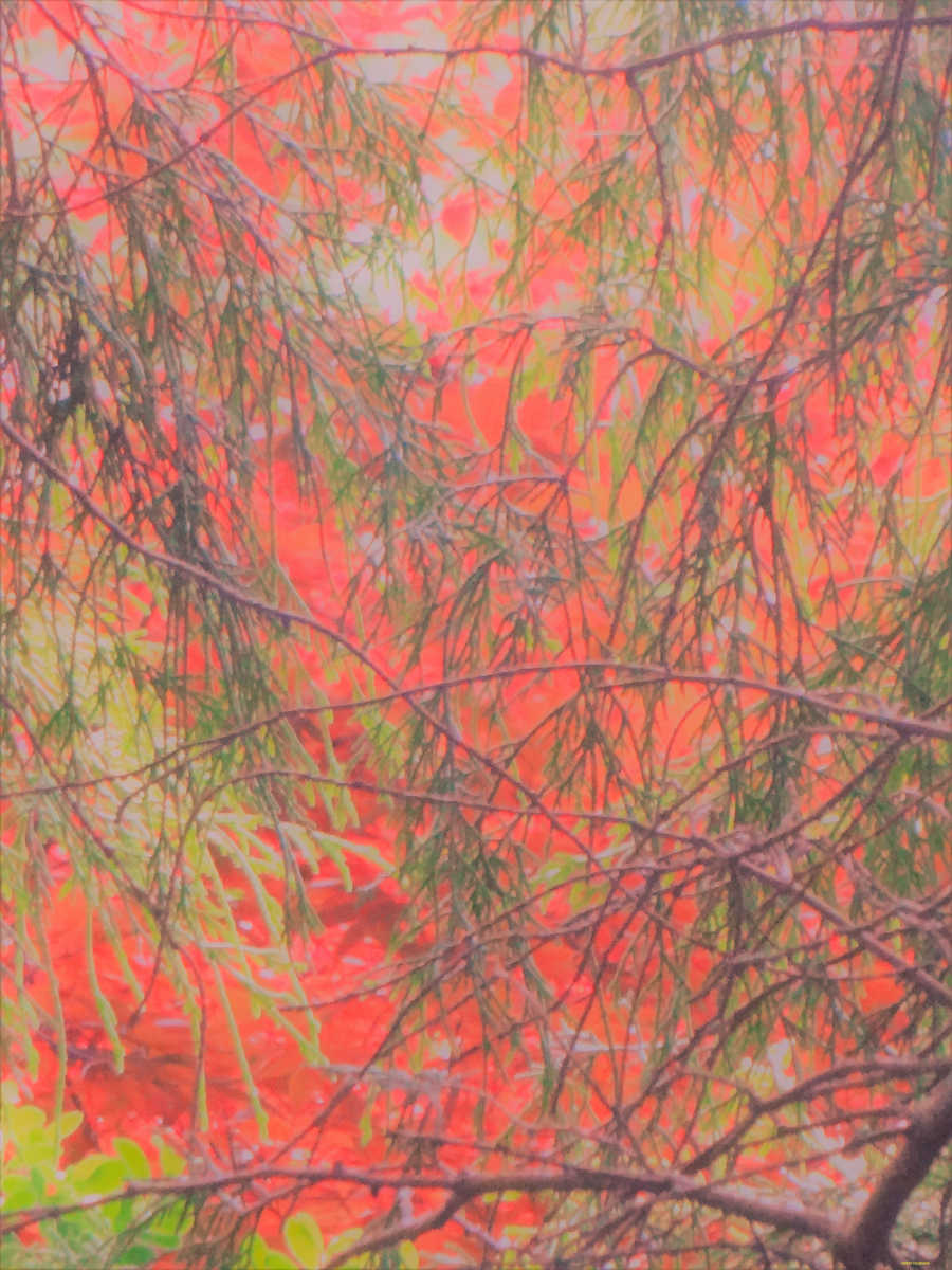 Tangled View by GERRY FELDMAN, Image 1.