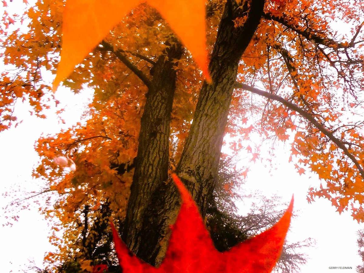 The Conductor by GERRY FELDMAN 