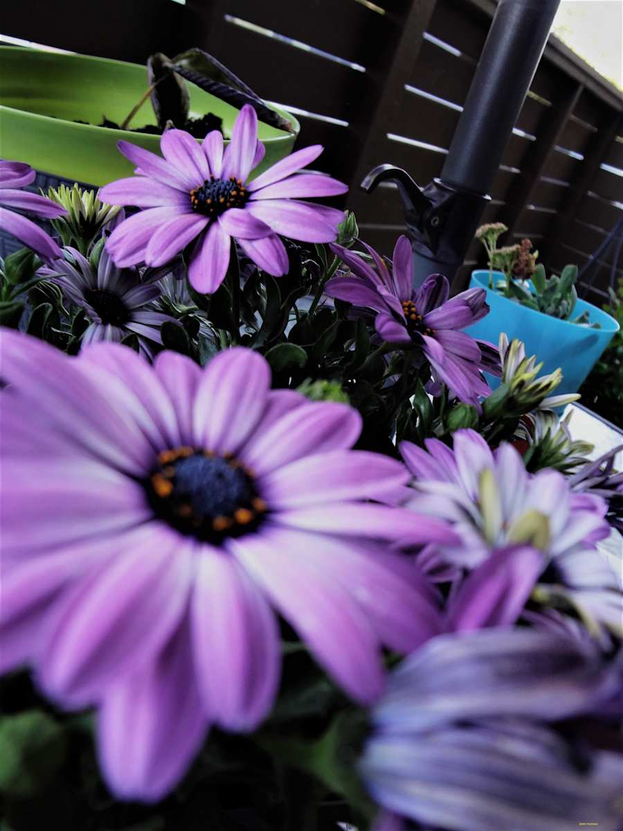 The Purples by GERRY FELDMAN, Image 1.