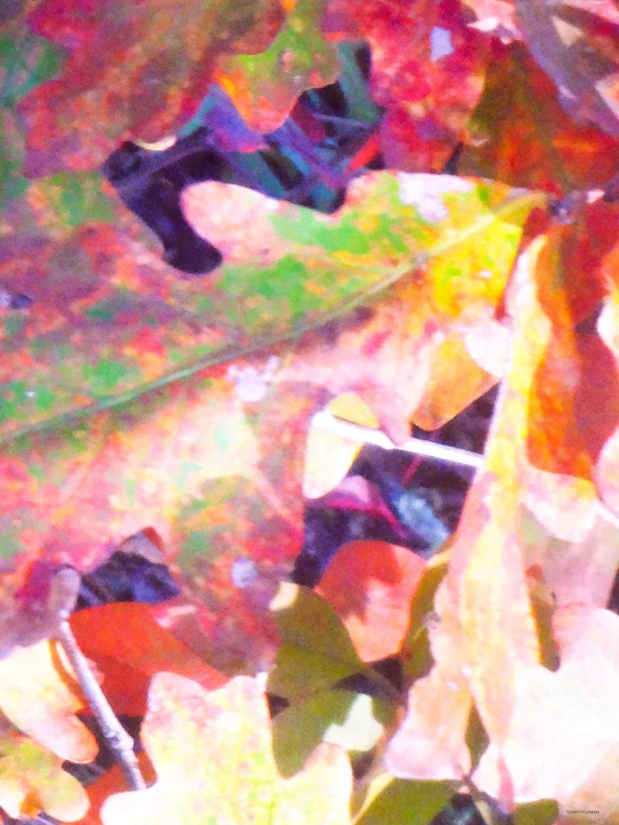 Trace the Leaves by GERRY FELDMAN, Image 1.