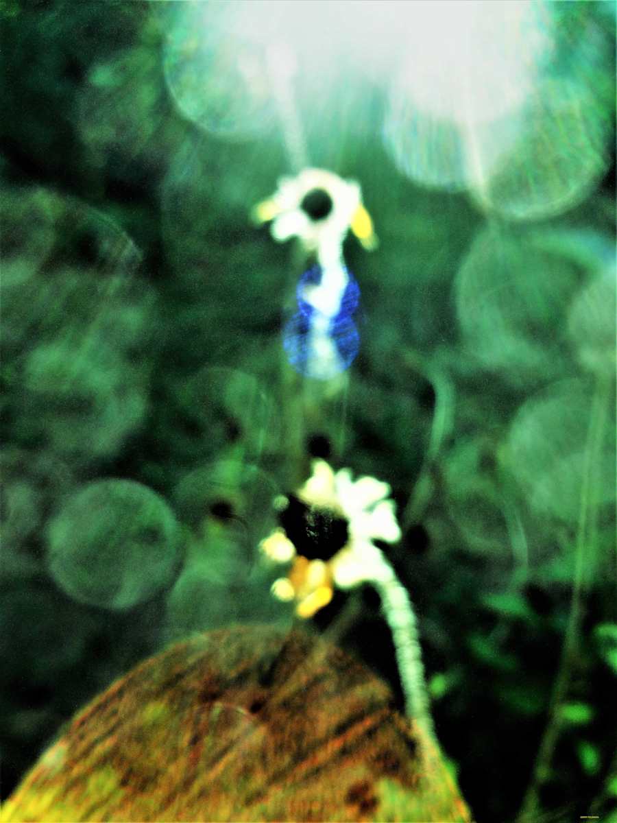 Two Lonely Flowers by GERRY FELDMAN, Image 1.