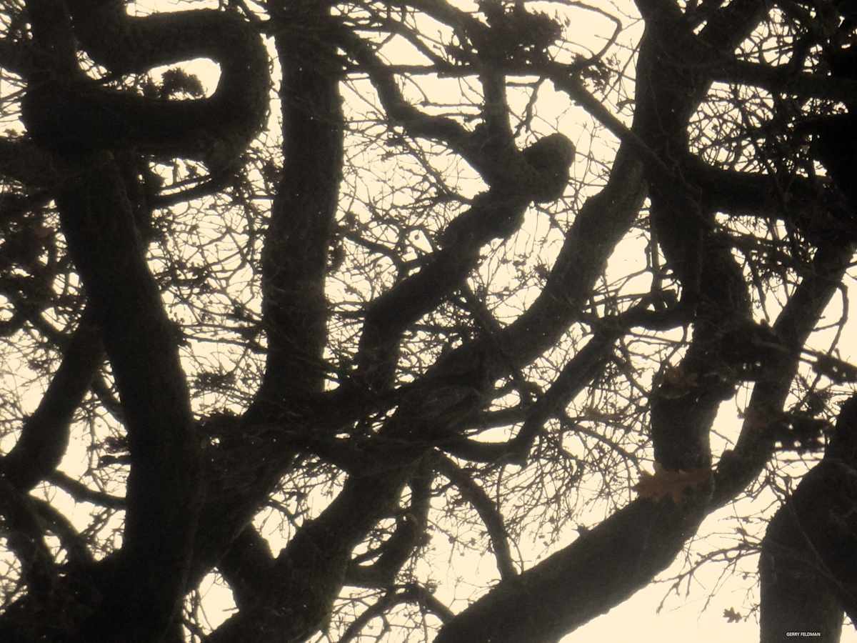 We're Coming by GERRY FELDMAN, Image 1.