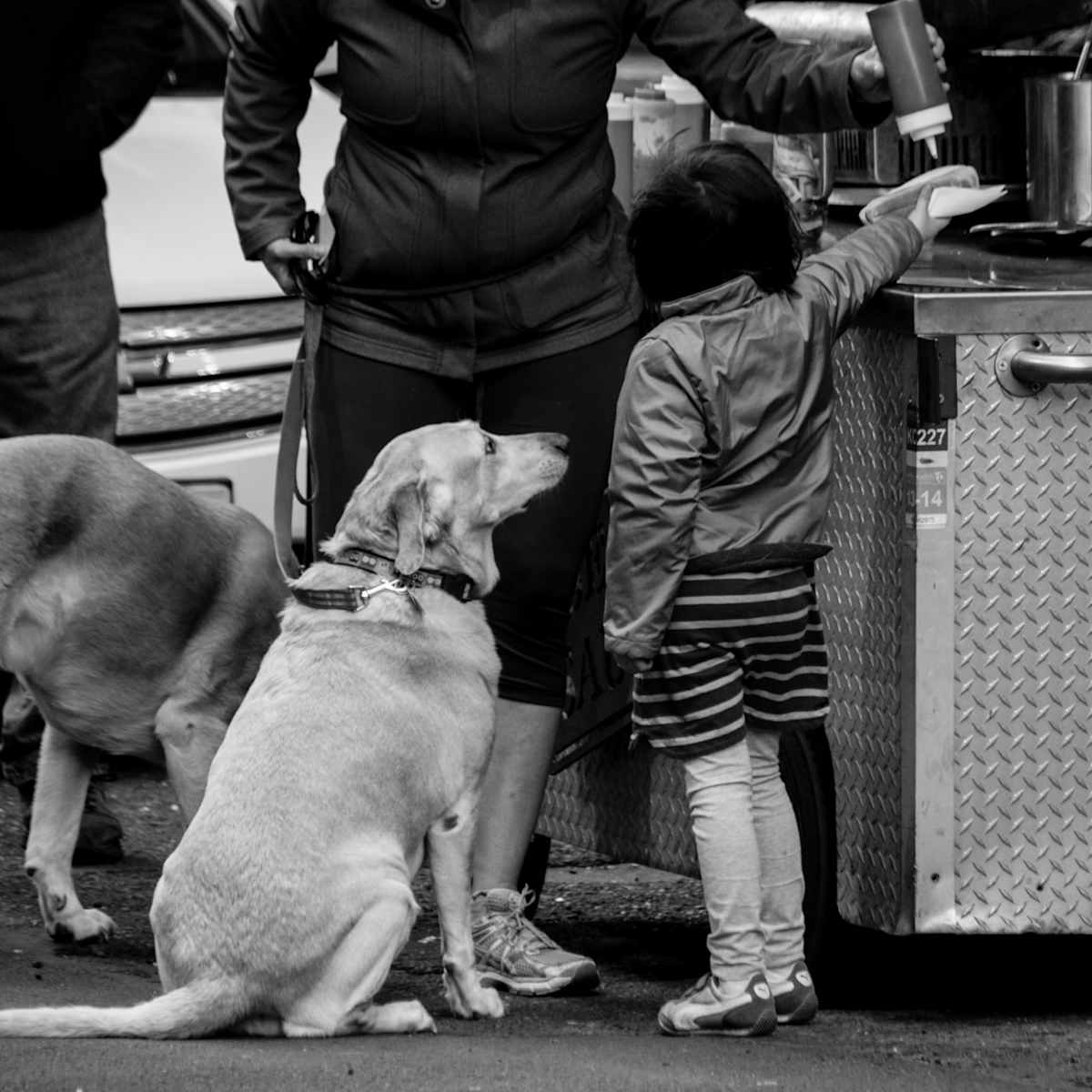How Many Dogs? by Neil Berkowitz, Image 1.