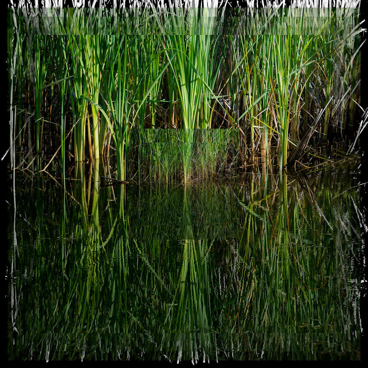 Wetland Restoration by Neil Berkowitz, Image 1.