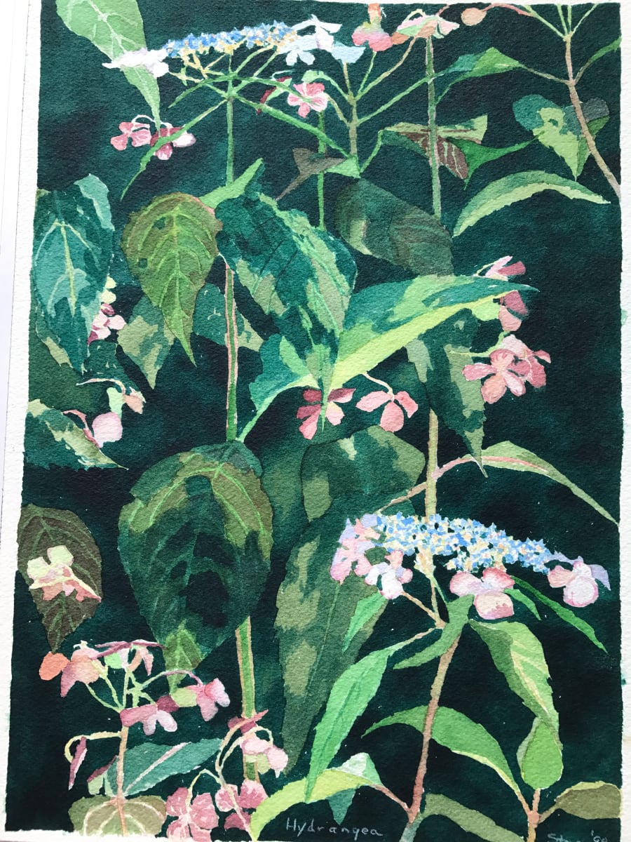 Hydrangea by Todd Stone 