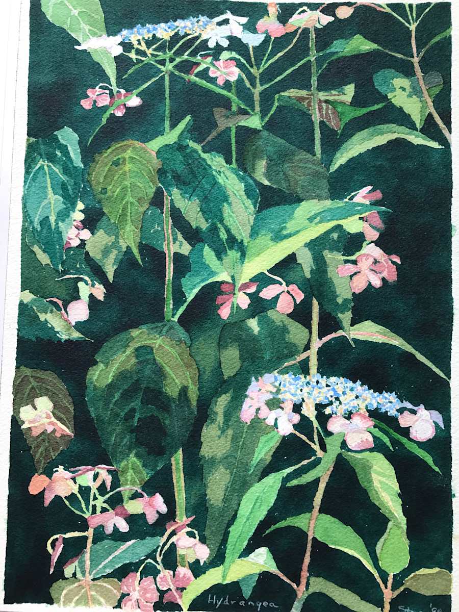Hydrangea by Todd Stone, Image 1.