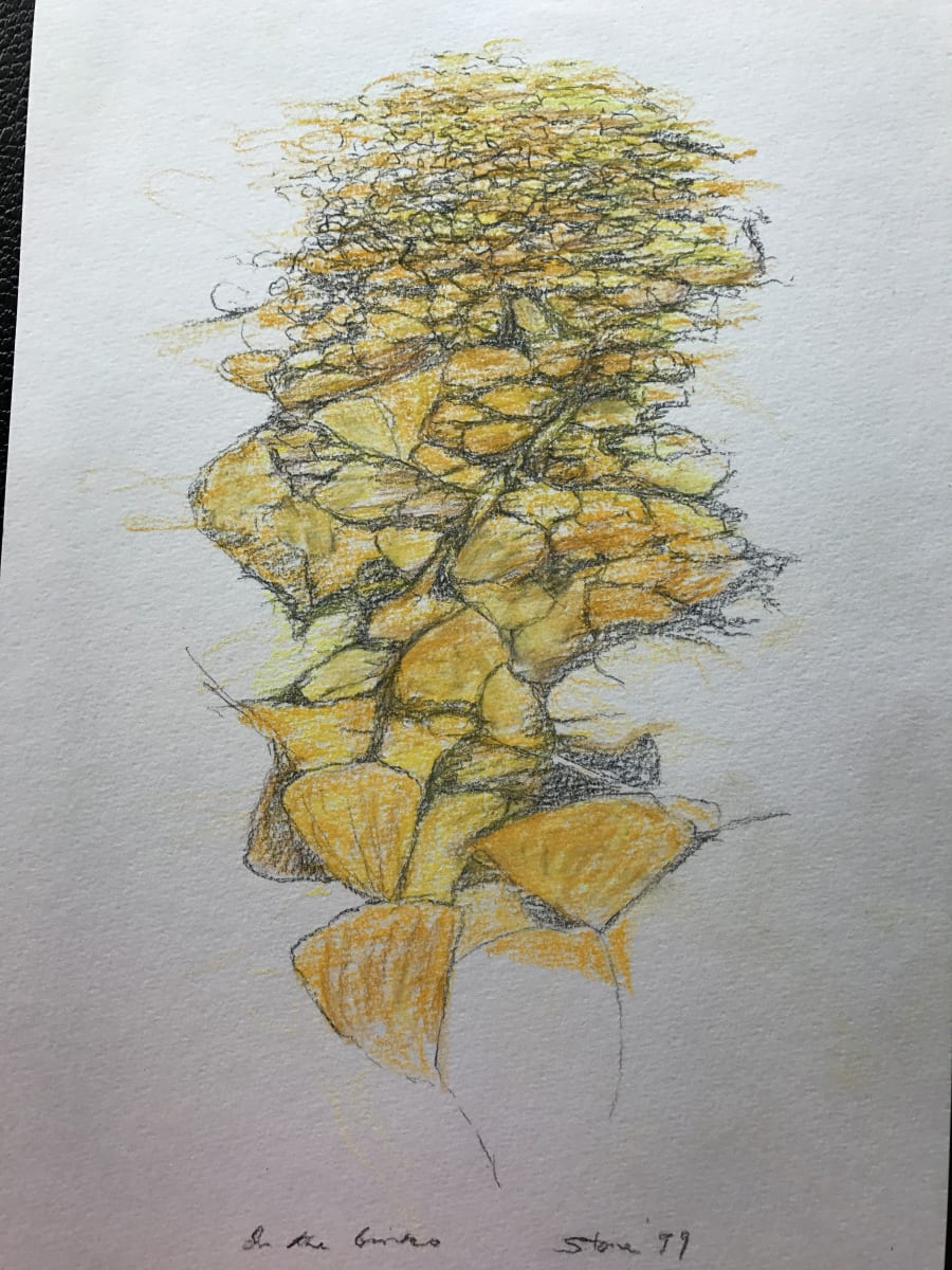 In The Ginko by Todd Stone 