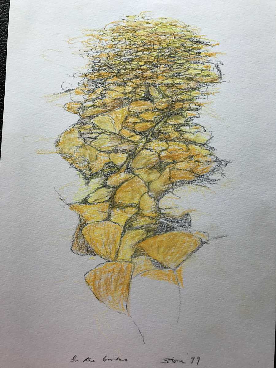 In The Ginko by Todd Stone, Image 1.