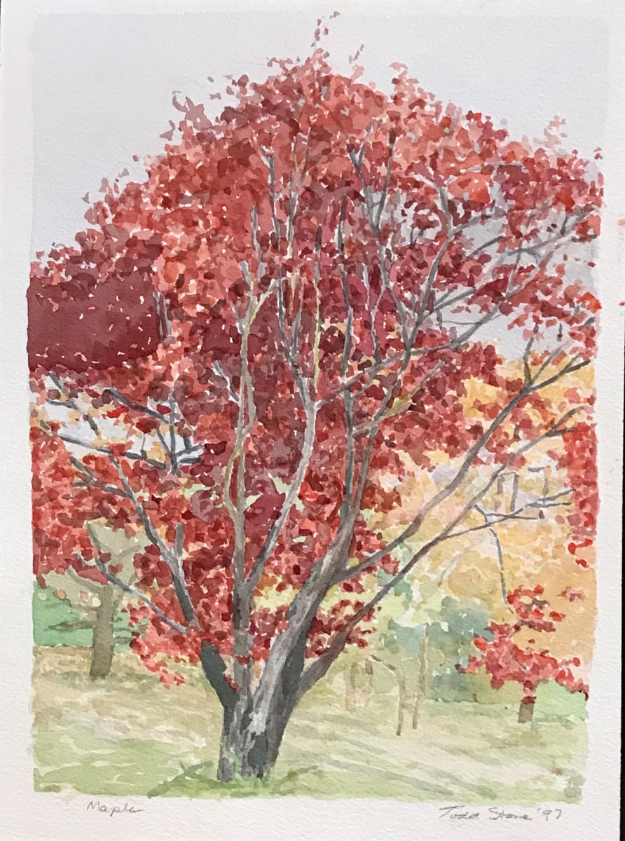 Maple by Todd Stone 