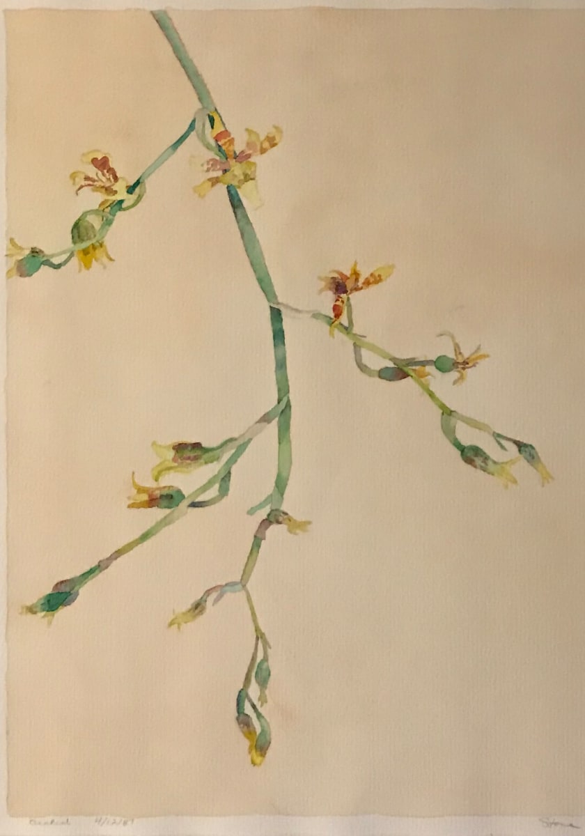 Orchid 4/12/87 by Todd Stone 