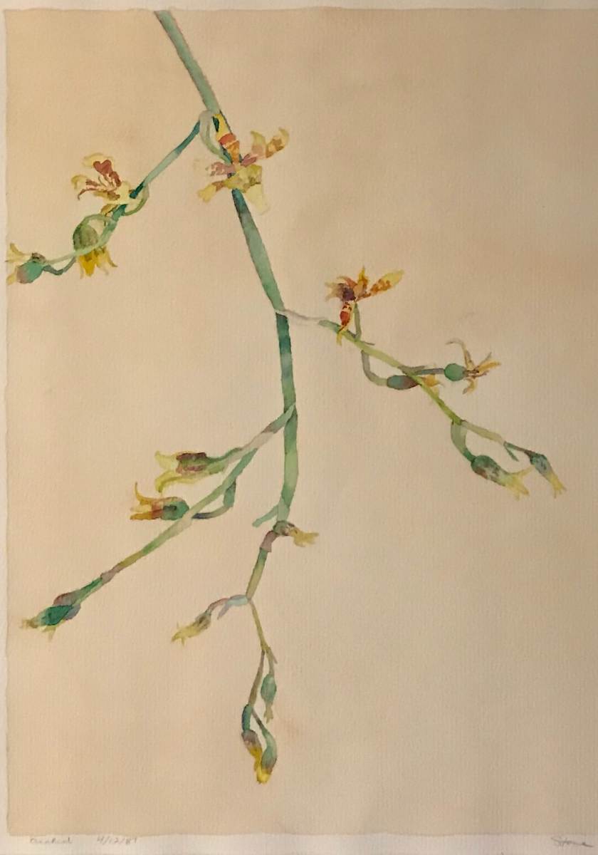 Orchid 4/12/87 by Todd Stone, Image 1.