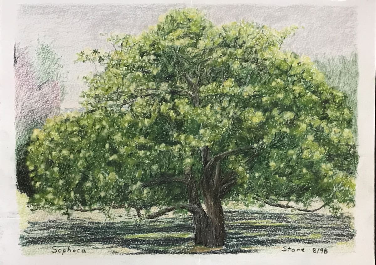 Sophora by Todd Stone 