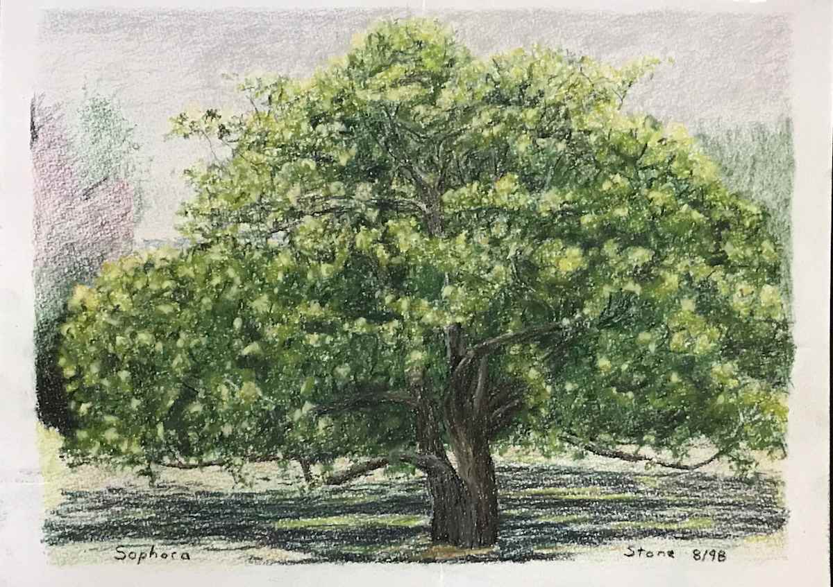 Sophora by Todd Stone, Image 1.