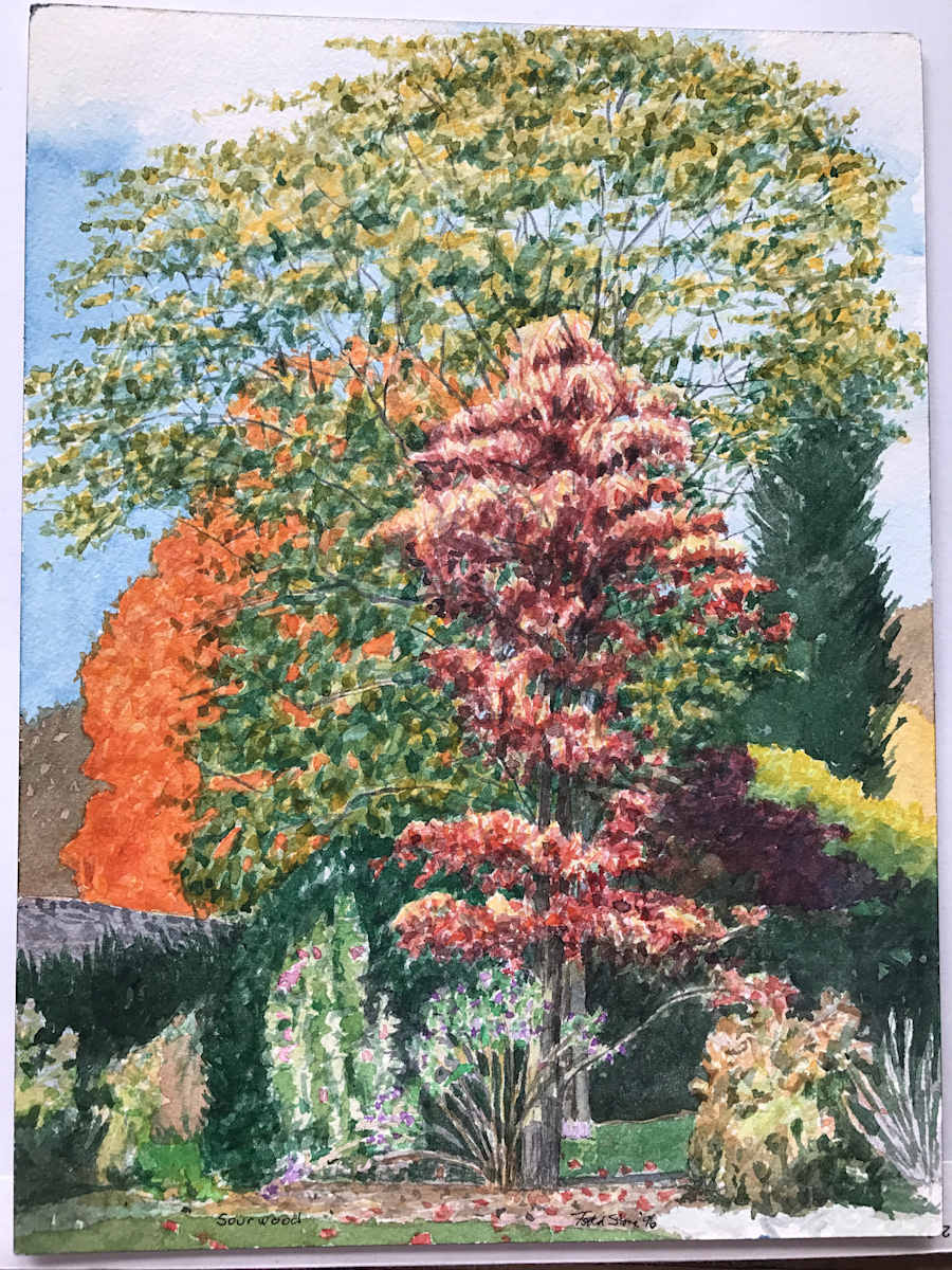 Sourwood by Todd Stone, Image 1.