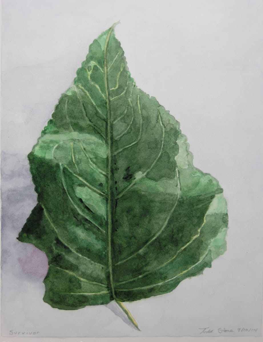 Survivor by Todd Stone 