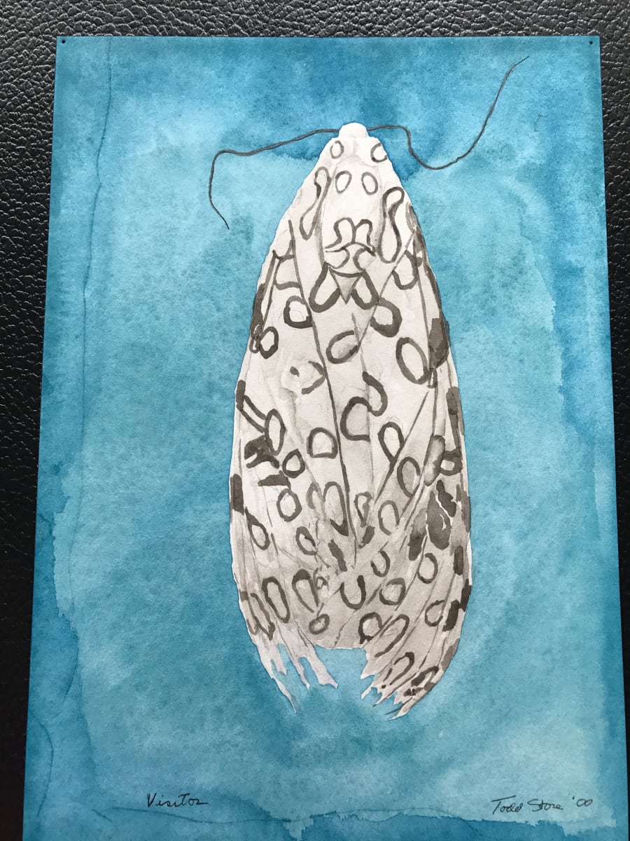 Visitor by Todd Stone 