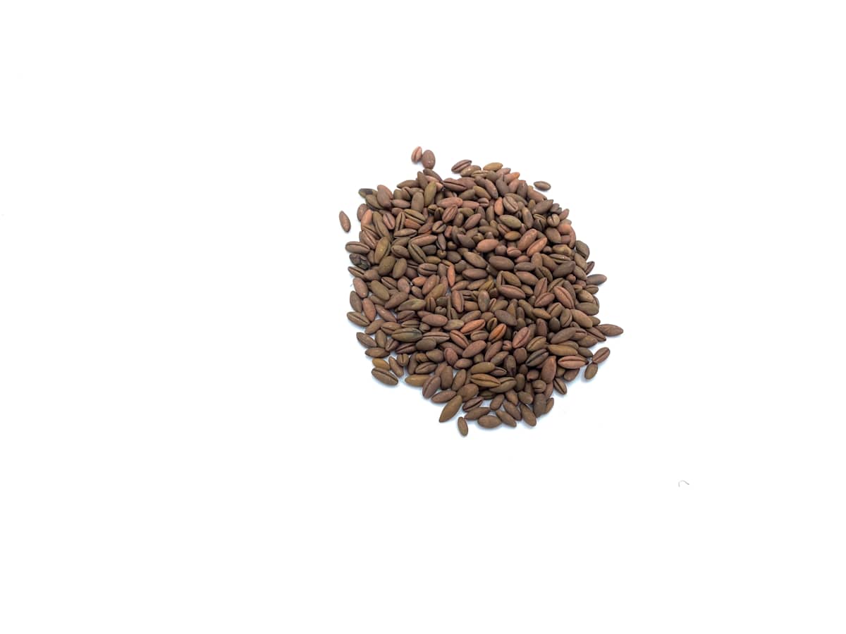 Wheat Berries by Cassie Stone, Image 1.