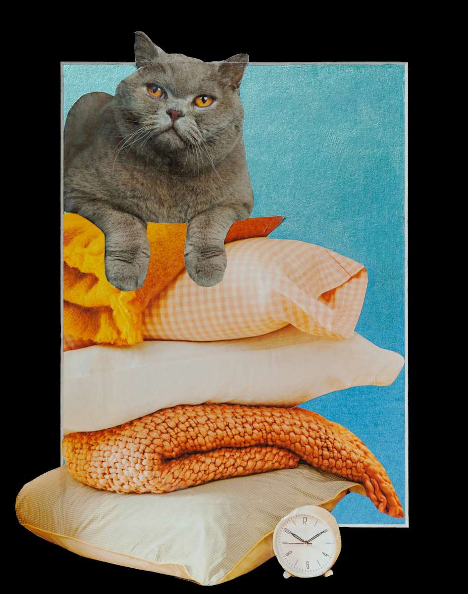 Cat Nap by Danielle Blanchette, Image 1.