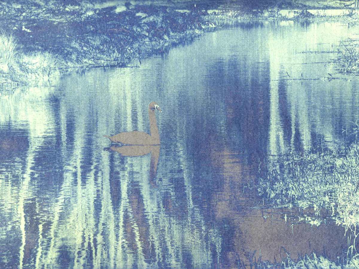 Cygnus Luminous by Anna Walsh, Image 1.