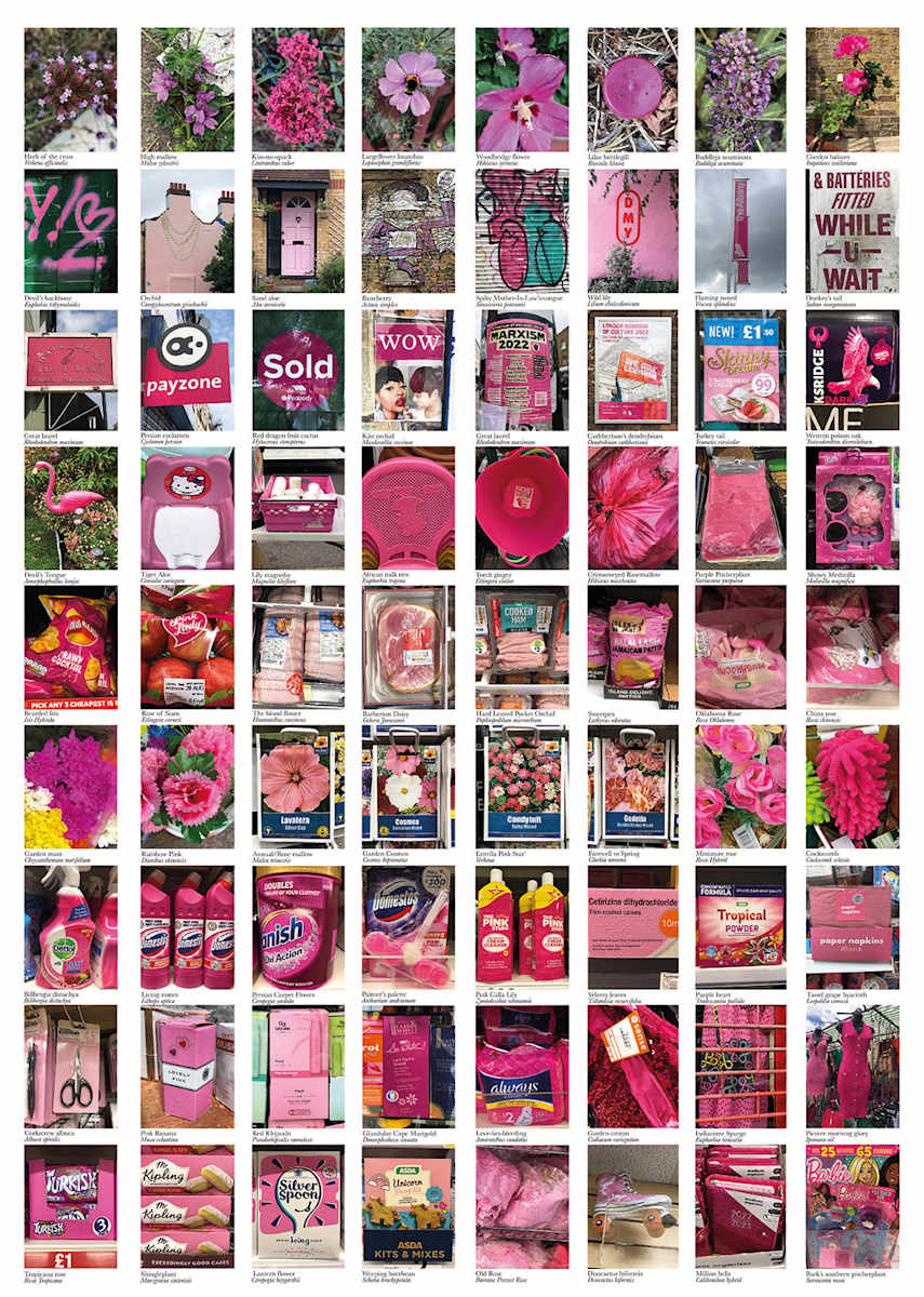 Deptford Pink by Anna Walsh, Image 1.