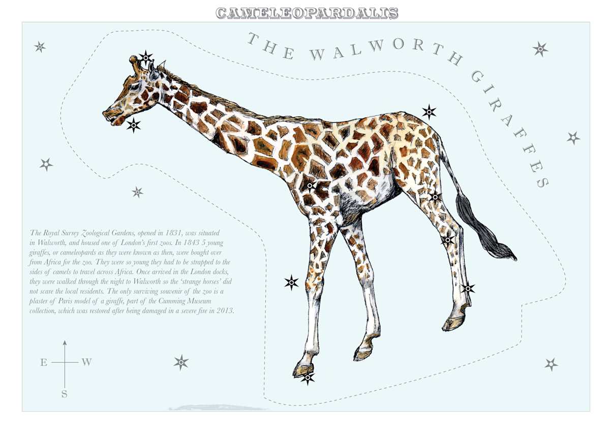 Cameleopardalis (Giraffe) by Anna Walsh, Image 15.