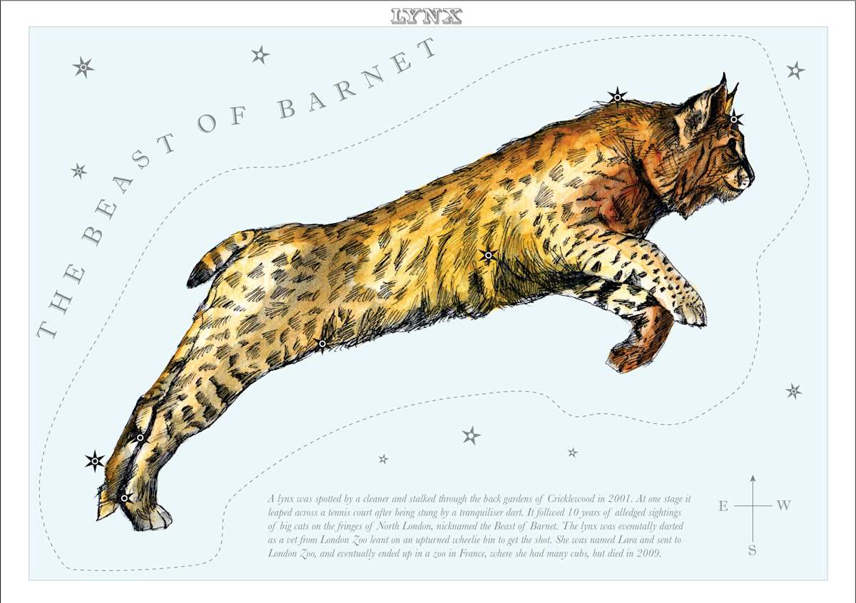 Lynx by Anna Walsh, Image 9.