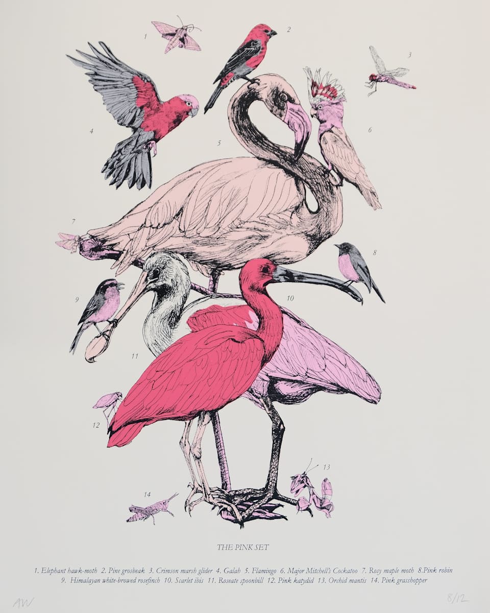 The Pink Set by Anna Walsh, Image 1.