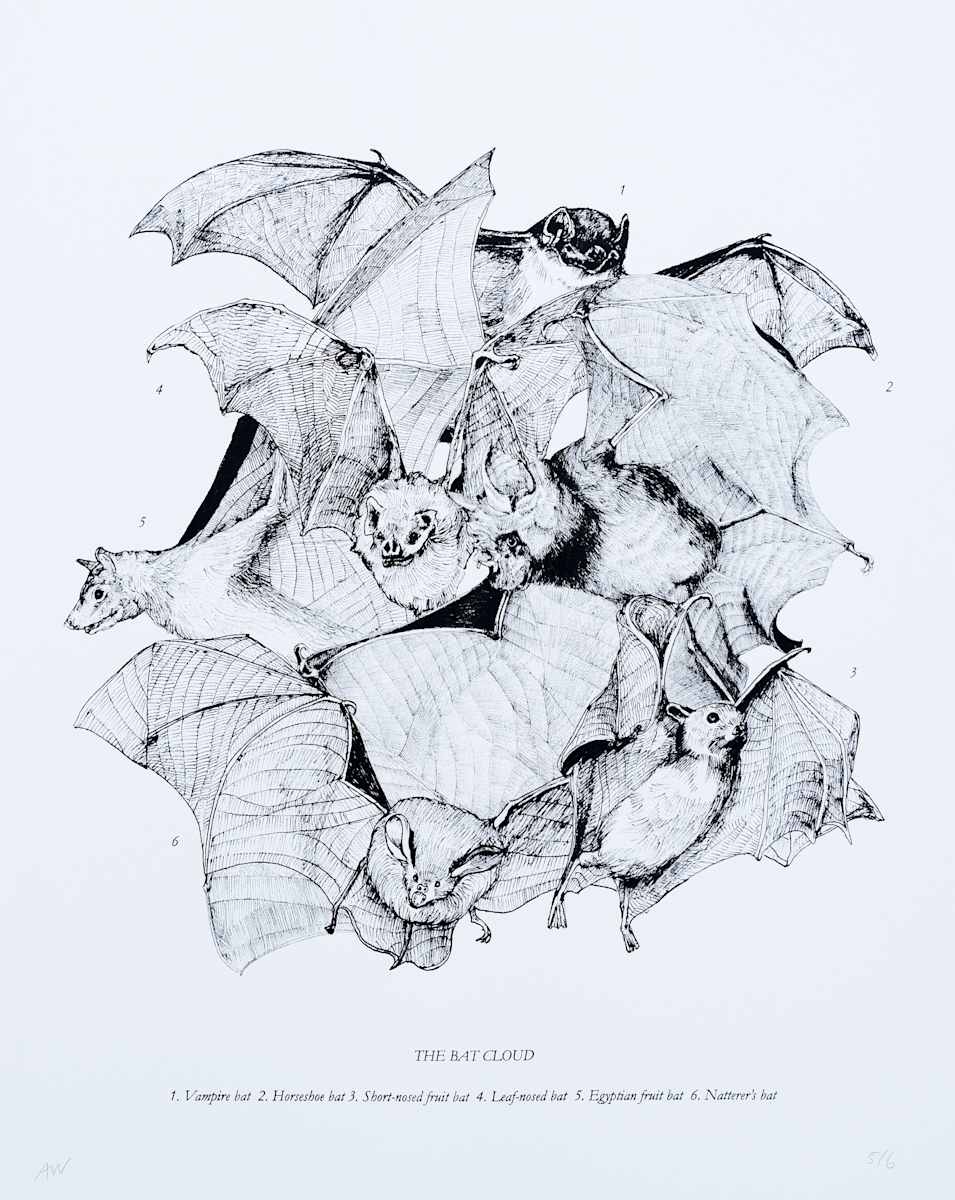 The Bat Cloud by Anna Walsh, Image 4.