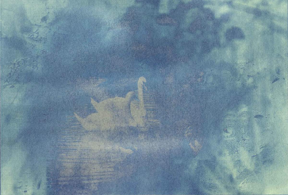 Cygnus Reverie by Anna Walsh, Image 1.
