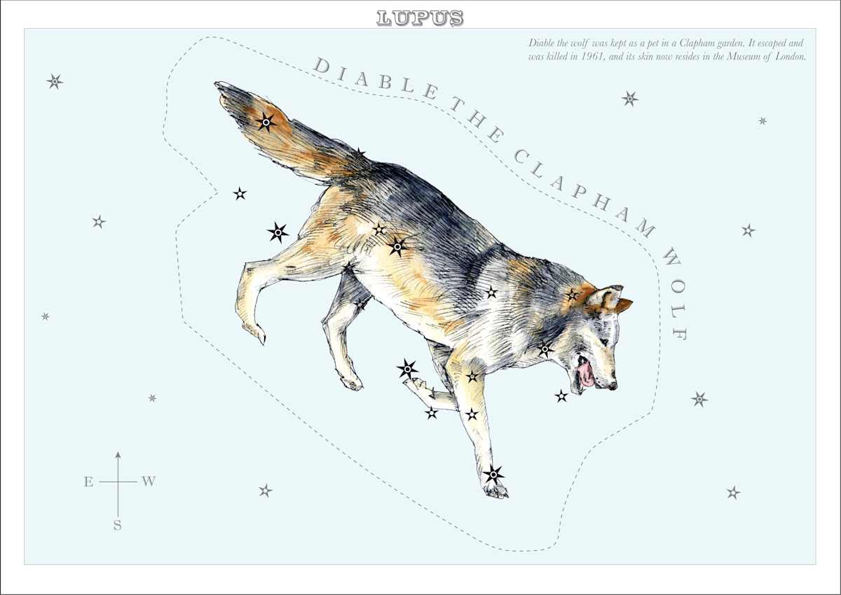 Lupus (Wolf) by Anna Walsh, Image 13.