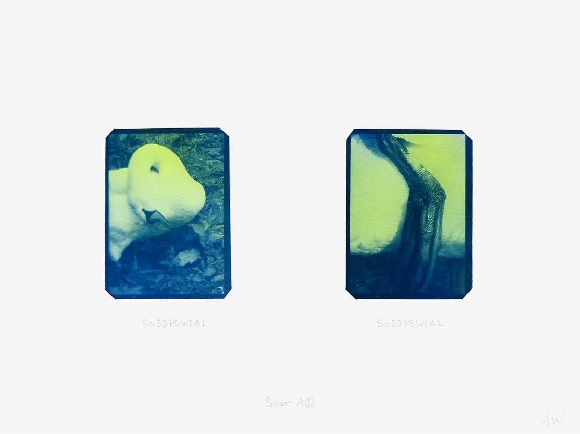 Cygnus Suite -Sadr A (1) by Anna Walsh, Image 1.